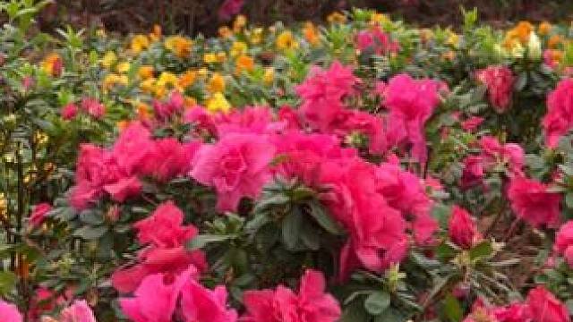 #这个季节就想沾点花惹点草 #杜鹃花海抖出精彩