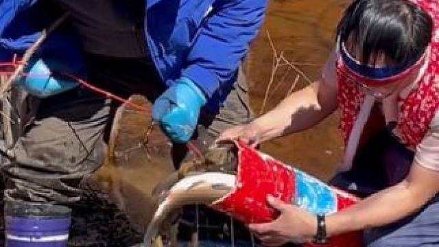 #好多鱼 #户外抓鱼