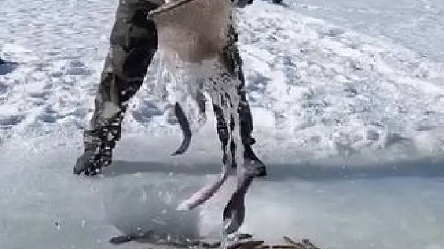 #户外捕鱼 #好多鱼