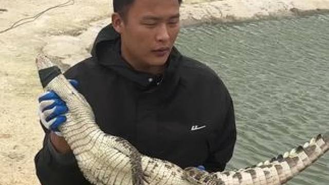 给客户抓鱼#鳄鱼养殖场 #非专业人士请勿模仿