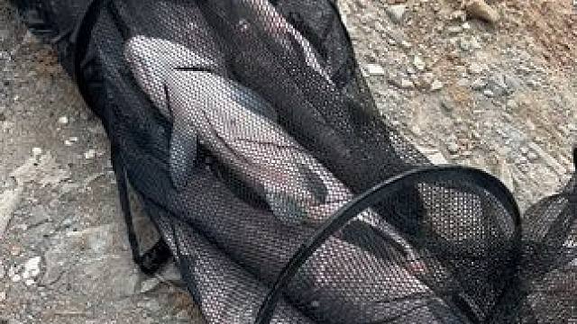 大青上岸咬人了#爆护就是这么简单