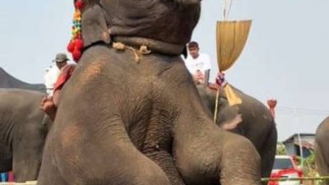 泰国大象表演节目 #国外视频分享 #奇妙的动物 #大象