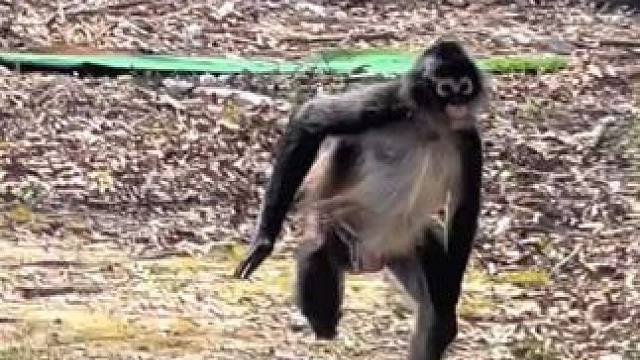 宠物蜘蛛猴直立奔跑 #国外视频分享 #奇妙的动物 #宠物