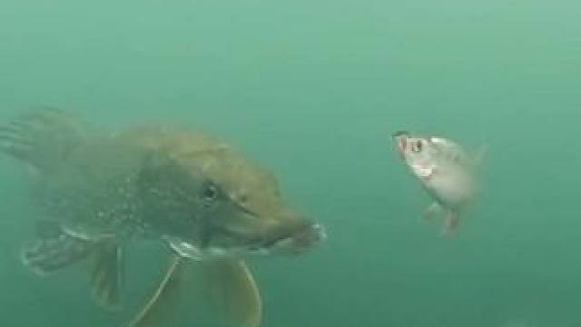 用小鱼钓大狗鱼 #国外视频分享 #好大一条鱼 #钓鱼的乐趣只有钓鱼人