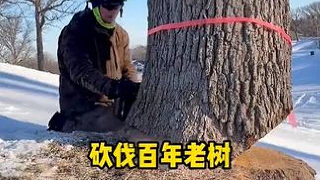 为什么要砍掉森林里的百年大树？ #内容启发搜索 #科普 #涨知识