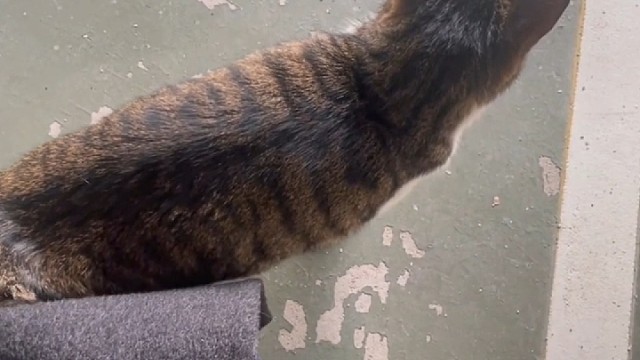 人与动物之间的感情92