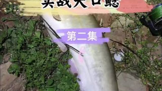 #钓鱼那些事 #创作者中心 #创作灵感 如何钓大口鲶，实战分享，搞搞搞就是搞。
