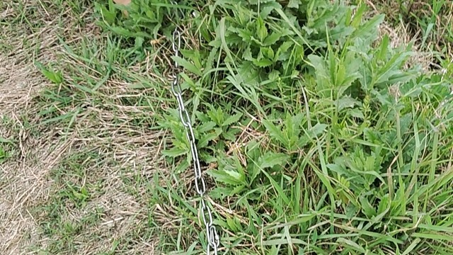 这个狗居然在吃草