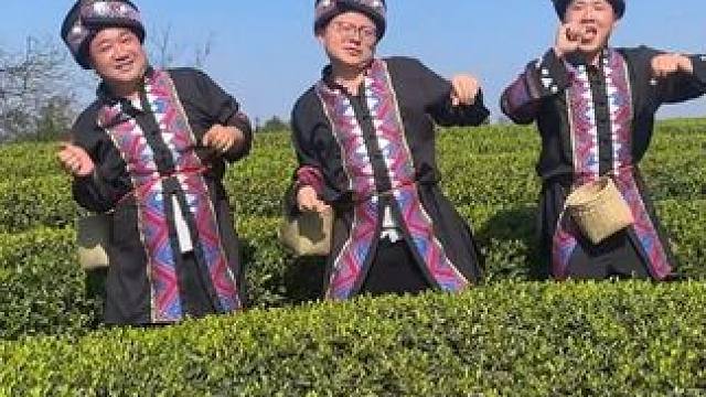 喝茶啦 #川哥川嫂 #春茶采摘