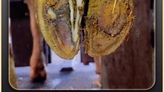 牛蹄疼的不能着地，自觉的走进修蹄机 #修蹄 #解压 #助眠 #强迫症 #极度舒适