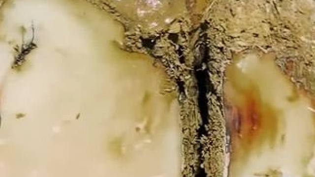 洋葱一样的蹄子刮不到尽头#解压 #修牛蹄