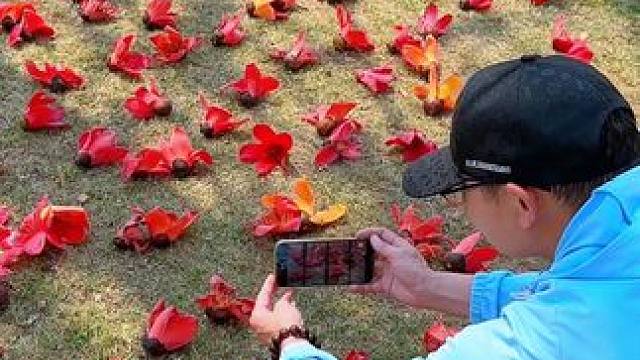 地面的落花试试这样拍太美了#拍花技巧 #如何将花卉拍出高级感 #木棉花 #春天当然要拍花啦