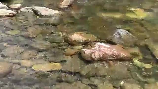 又想回去捡蘑菇了