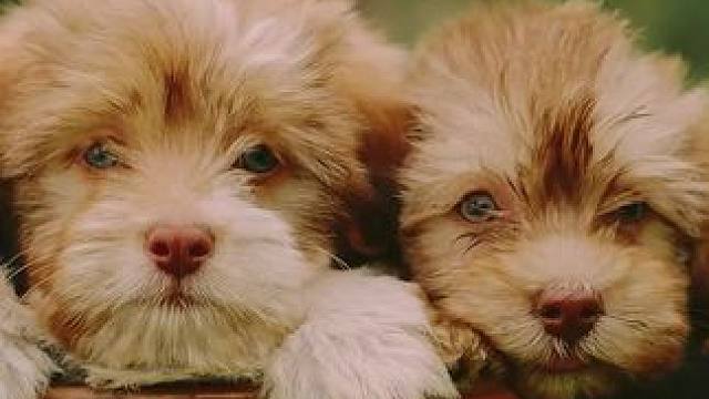 一只都不能少 家才圆满 #小狗 #毛孩子 #家人