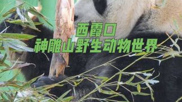 来西霞口野生动物世界跟动物来次近距离的接触吧#西霞口神雕山野生动物园#野生动物园 #人与动物和谐共处