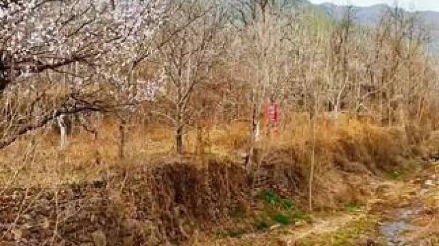 #农村生活 #西营之行(340)坔窝村。初春山村映朝霞，微风拂面暖心涯。远山含黛