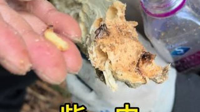 有多少人吃过这种柴虫，又有多少人知道他的营养价值。#大自然的馈赠 #原创视频 #真实户外 #柴虫美食