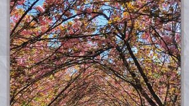 樱花长廊 #原创视频 #春暖花开奔你而来 #河南刚哥