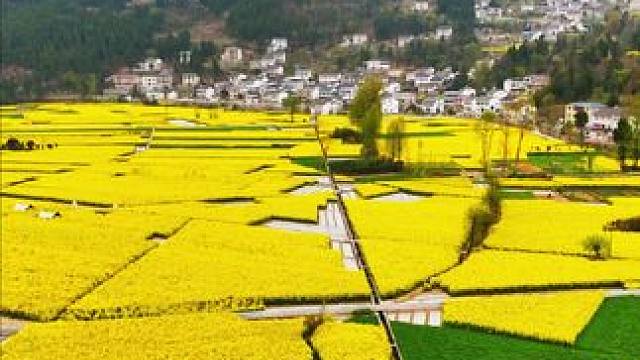 四月不能错过的美丽花海 羊木油菜花#春来广元#千村万象乡影广元#乡野田间 #油菜花开季 #旅行推荐官