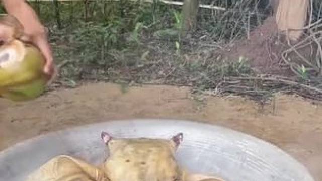 东南亚特色牛头宴 #东南亚美食 #舌尖上的美食 #原生态乡村生活 #农村户外美食 #民族特色民族文化