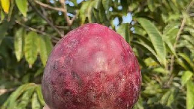 各种各样你没吃过的水果