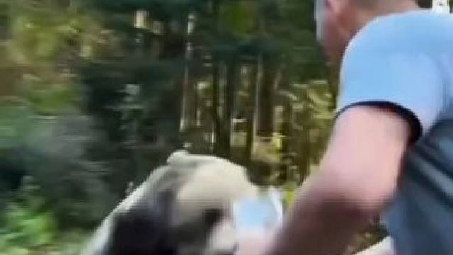 动物离奇死亡鉴定五 #科普 #动物世界 #动物世界精彩解说