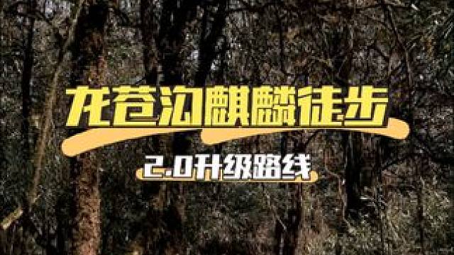 谁说四川人没有自己的哀牢山 #龙苍沟徒步拿奖牌 #龙苍沟森林公园 #假期疯玩的快乐被我拿捏 #很哇塞