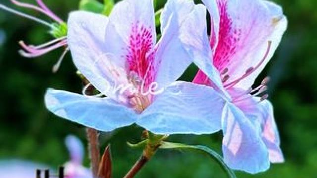 分享四种杜娟花拍摄小技巧，一种比一种好看#手机摄影 #春天的色彩 #拍花技巧 #杜娟花开