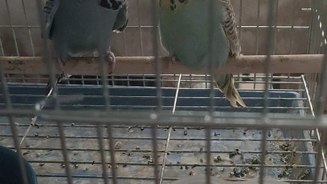 欧血大头虎皮鹦鹉