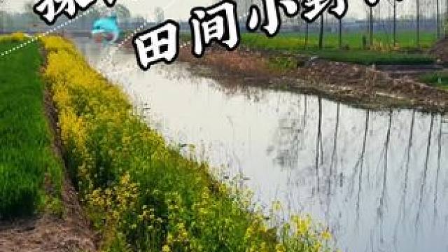 这条鱼多亏有个好媳妇 #钓鱼日记#老坛甜薯果酸#渔之源小蜻蜓二代
#户外钓鱼 #蓝鲫青春版