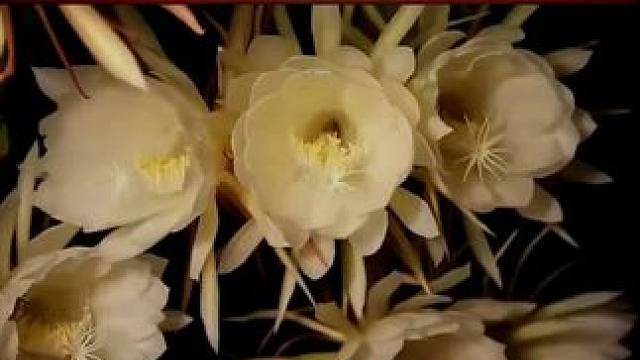 家庭是一个人休养生息的地方#陈昌文老板社群 #陈昌文读书会 #认知觉醒 #人性