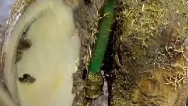 表面一条黑线里面竟是个深不见底的孔洞#解压#修牛蹄