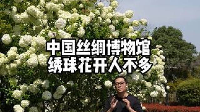 杭州这里绣球花超美，居然没什么人！就在中国丝绸博物馆，进门右手上山坡的小路，丝绸博物馆还有园林建筑大