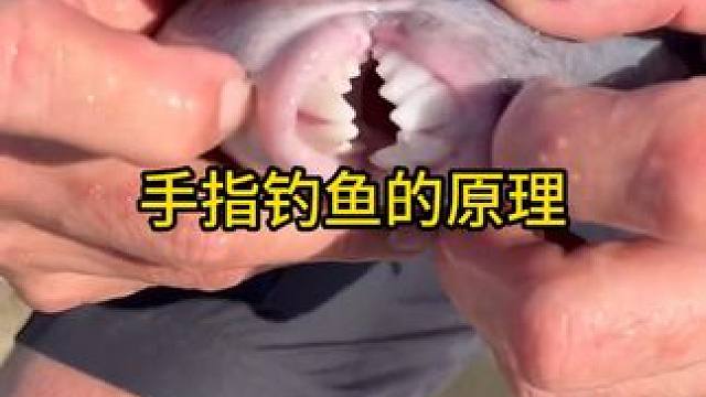 为什么用手指也能钓鱼？ #科普知识 #涨知识了 #奇趣冷知识
