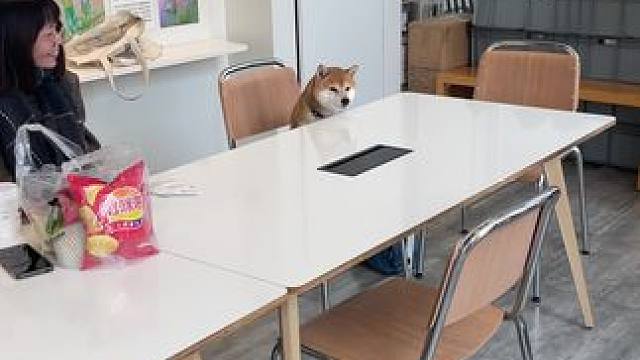 真的好看 #萌宠出道计划 #柴柴日常 #动物的迷惑行为 #不养狗不知道养狗的乐趣 #柴犬