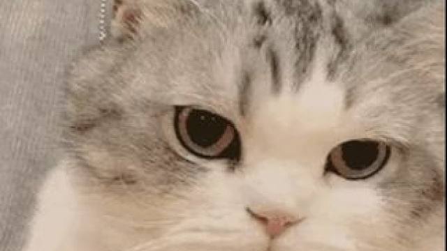 原来猫猫有自己的欢迎流程 #猫猫 #仪式感#冷知识#娱乐评论大赏