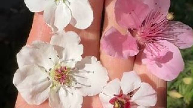 春天到了，一起踏青赏花，一条视频带你认识各种春天的花。