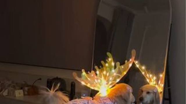 被爱的小狗会越来越美！#萌宠