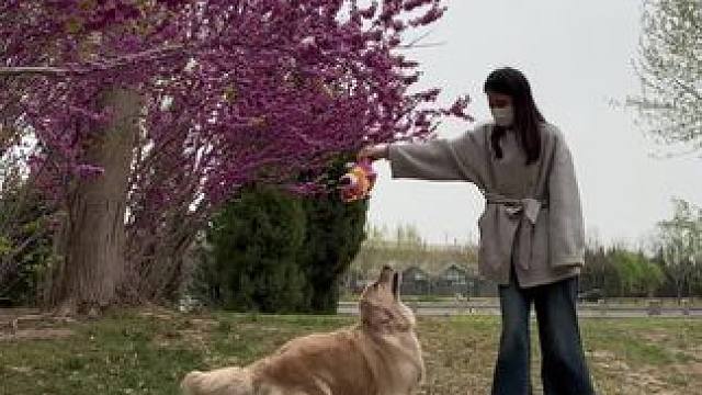 金毛真的好像阳光的代表啊
不管现在是什么天气
只要金毛微笑着像你跑来
一瞬间都会变成蓝天白云、晴空万