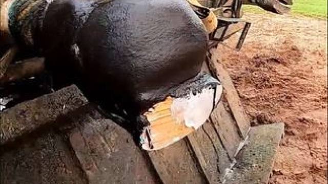 紧急治疗，烂掉了的牛蹄 #牛蹄 #治疗 #养殖 #修理牛蹄 #解压视频