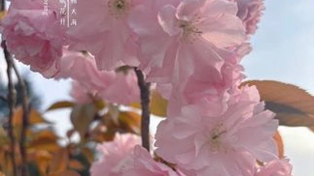 茶灵谷的杜鹃花开得好漂亮呀！#周末亲子时光 #放飞心情拥抱大自然 #踏青赏花