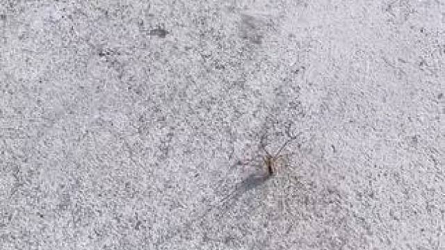 朋友：我也去抓一只来玩玩 #玩个很新的东西