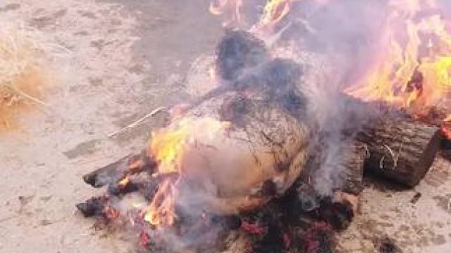 越南烤猪 #东南亚美食 #舌尖上的美食 #爱生活爱美食 #把家乡的味道分享给大家 #农村美食记录生活