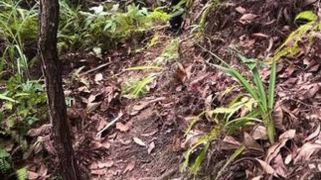 #华南f3 #祭祖  #广东人拜山 #太公你在哪里 爬到山顶找半天太公