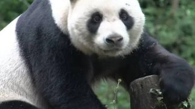 国宝就是国宝！浑身都是宝 #动物的迷惑行为 #科普一下 #熊猫的生活有多惬意