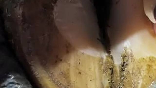 表面完好的牛蹄居然隐藏了一个巨大空洞#解压 #修牛蹄