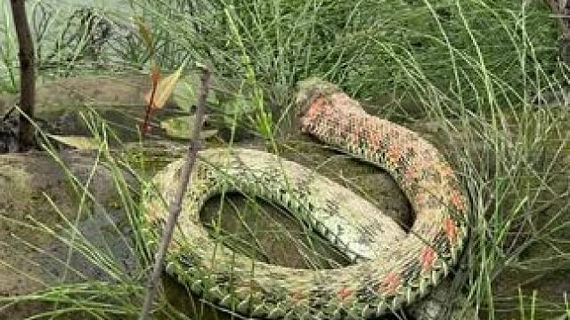 夹江遇大蛇 猜猜这是什么蛇#万物有灵