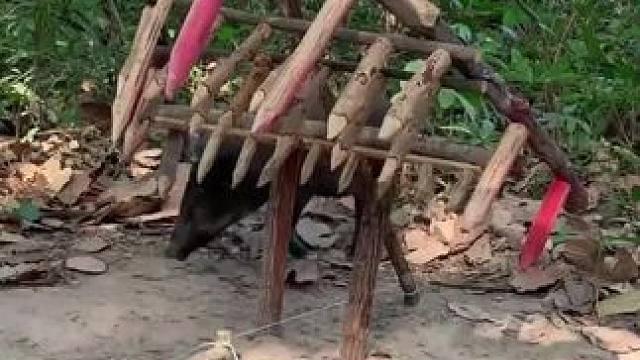 养猪致富 #养猪人加油干 #野生动物零距离 #保护野生动物 #内容启发搜索 #萤火计划