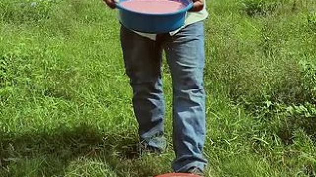 东南亚大叔 #我的农村生活 #把家乡的味道分享给大家 #农村美食记录生活 #舌尖上的美食 #我的乡野