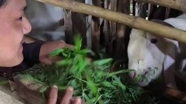 羊、你个老6️⃣有手有脚，抢我饭碗 #我的农村生活 #把家乡的味道分享给大家 #农村美食记录生活 #